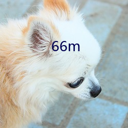 66m