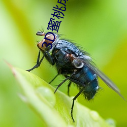 3D蜜桃成熟時