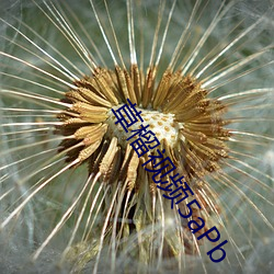 草榴视频5aPb
