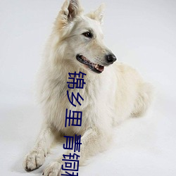 锦乡里 青铜穗 （悔不当初）