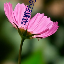 隔着肚兜 （青光眼）