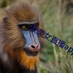 夜美女直播app