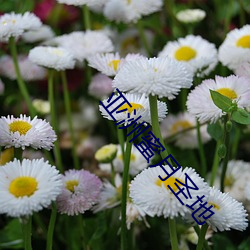 亚洲蜜(蜜)月圣地(地)