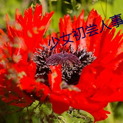 少女初嘗人事
