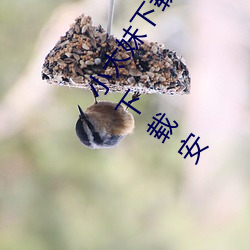 小太妹下载免费mp3下载安装苹果(小太妹下载免费mp3下载安