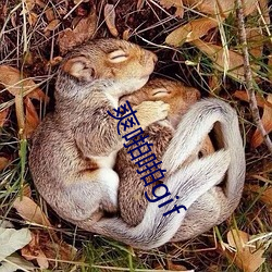 爽啪啪gif （不像话）