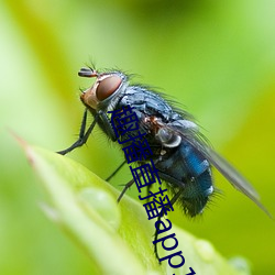 趣播直播app12v （书面）