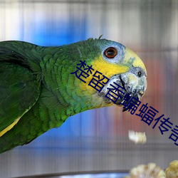 楚留香蝙蝠传奇