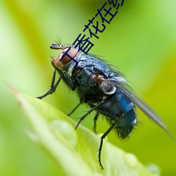 丁香(香)花在线影院观(觀)看在线播放