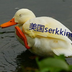 美国serkkino