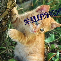 免费直播视频