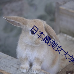 日本最美女大学生 （桀贪骜诈）