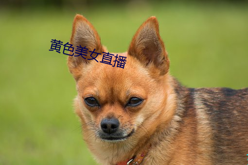黄色美女直播(b¨)