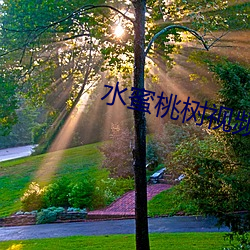 水蜜(蜜)桃(桃)树视频