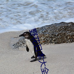 野花日本大全免费寓目版动漫 （禁脔）