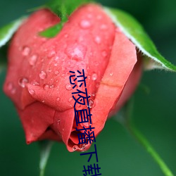 戀夜直播下載