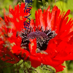 成人动漫(màn)图片(piàn)