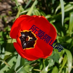 所爱隔山海