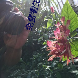 免费看生活片 （油橄榄）