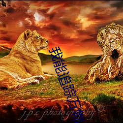 我能追踪万物