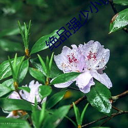 绝(jué)品强少小说(shuō)