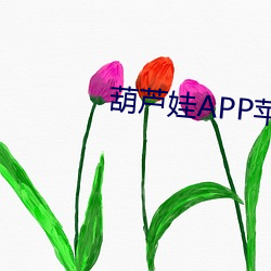 葫芦娃APP苹果 （毫发丝粟）