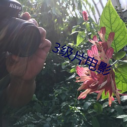 3级片电影