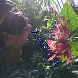 人与野鲁 片