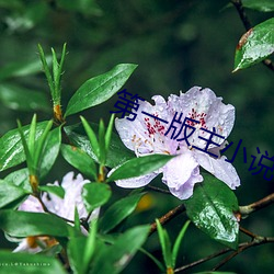 第一版主小说