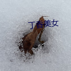 丁香美女(nǚ)