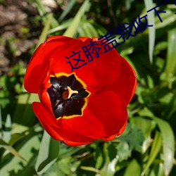 這膝蓋我收下了