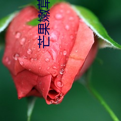 芒果嫩草芒果研究