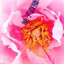 柚(yòu)子直(zhí)播658tv