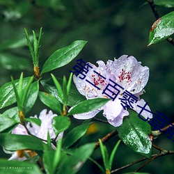 第(dì)二百零七章(zhāng)前后(hòu)同时被鸡巴插入猛(měng)操