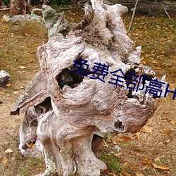 免费全部高H视频无码软(ruǎn)件