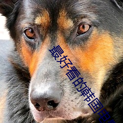 最好看的韓國電影在線看