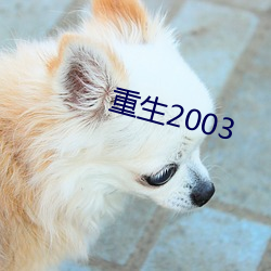 重生2003 （日暮路远）