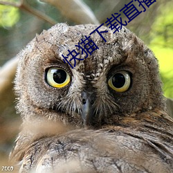 快猫下载(zài)直(zhí)播app