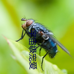 宇宙级痛爱