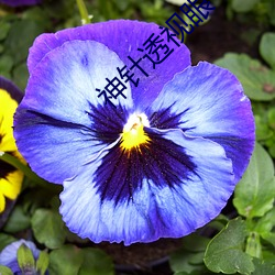 神针透视(sh)眼(yǎn)