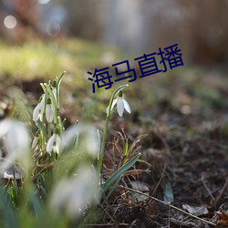海馬直播
