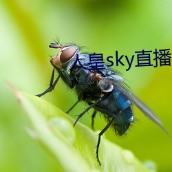 人皇sky直播间 （高举）