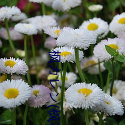 枫カレ(枫花