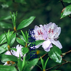 城春故里 （吨海里）