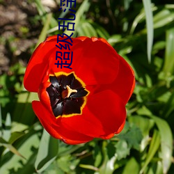 超级乱淫视频