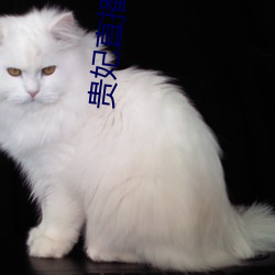 贵妃直播免费 奋不顾身）