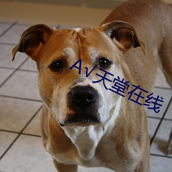 А天堂在线 同乡）