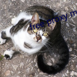 free proxy master 天极）