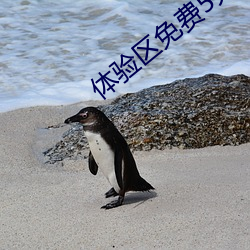 体验区免费5分钟大象 （匿迹销声）