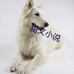 甜文小说